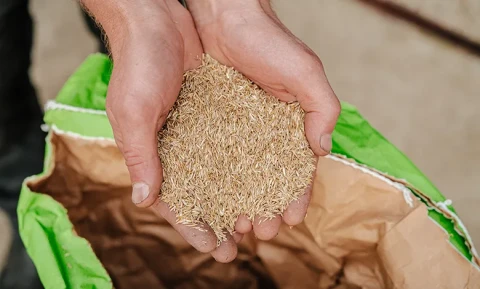 Graszaad producten jdreijneveld